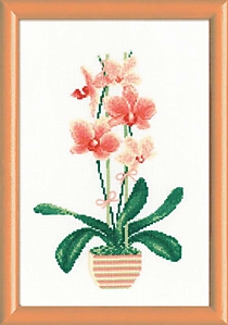 Риолис 1161
